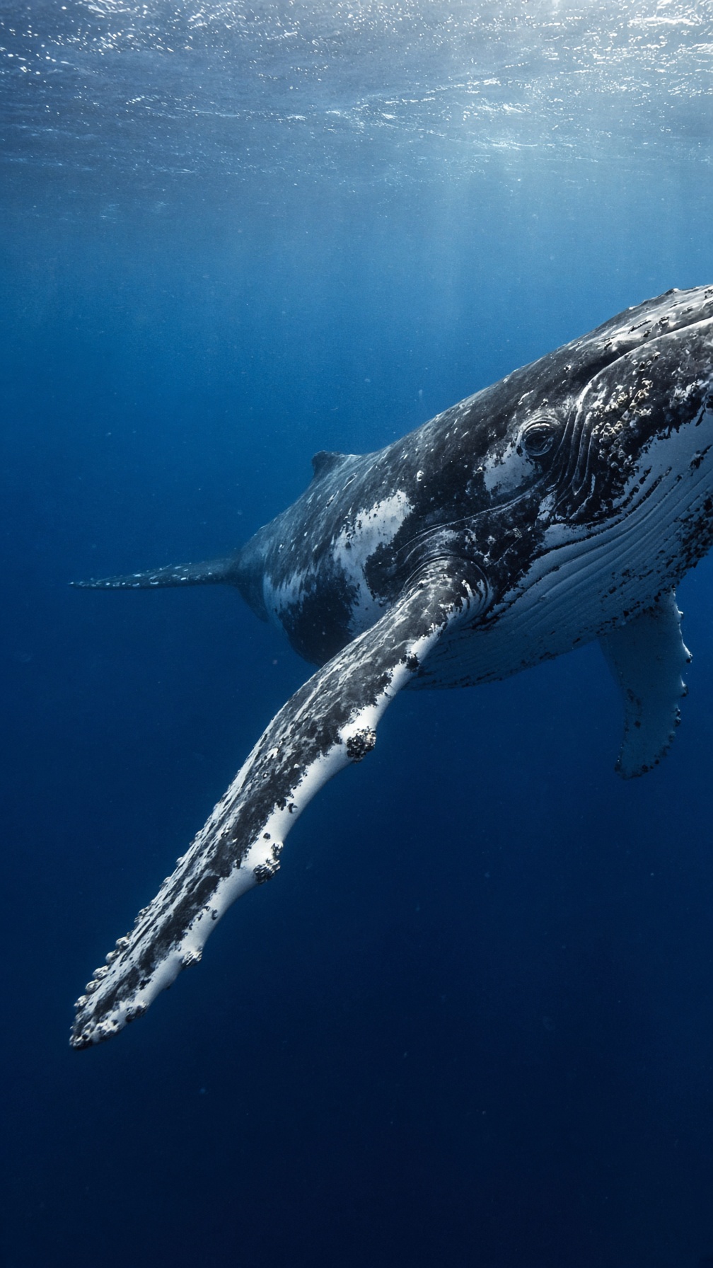 A humpback whale underwater, long pectoral fin extended